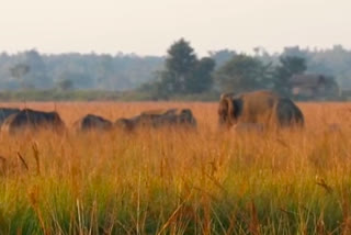 Man Elephant Conflict