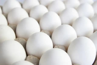 Today Egg Price