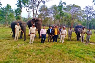 four elephants shifted to satpura tiger reserve