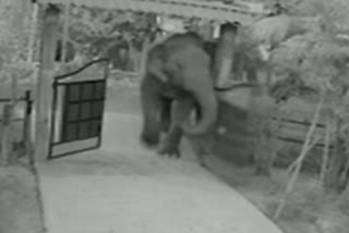 Wild elephant terror at Kaliabor