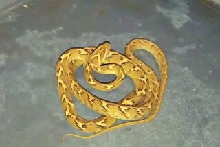 Cat eyed snake