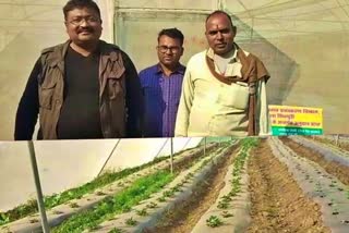 shivpuri farmer grew strawberries