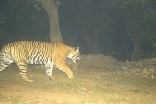 New Tiger spotted in Dholpur Forest