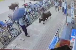 bull-attack-a-person-in-shivamogga