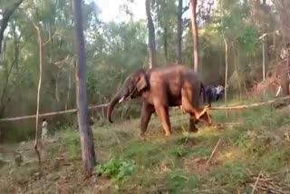 forest-department-captures-an-elephant-in-chikkamagalur