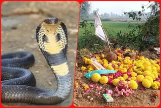 (Jabalpur Amazing Snake