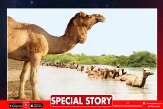 Kharai Camel