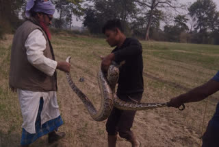 गोपालगंज में दिखा 10 फीट विशालकाय अजगर