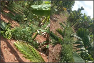 perpetrators cut down areca nut trees in Doddaballapur