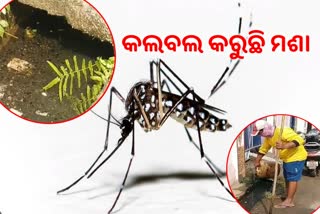 କଟକବାସୀଙ୍କୁ ଘାରିଛି ମଶା ଭୟ