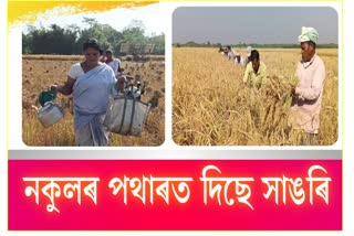 Villagers of Rangia busy in paddy field