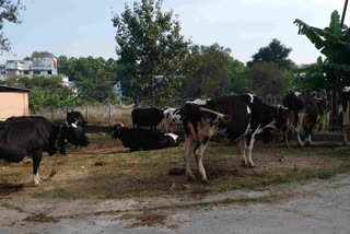 shortage of government veterinarians in Jharkhand