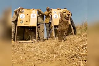 Cheetahs South Africa