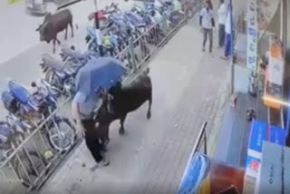 A bull attacked a person standing on the footpath