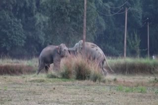 elephant fight in assam
