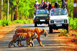 tiger reserve full on new year