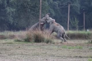fight between two elephants