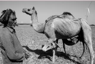 research by IIT mumbai on Endangered species Kharai camel