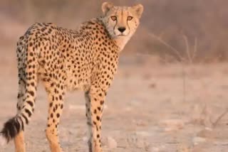 Cheetah  India  South africa  Wildlife experts  Wildlife  കൂട്ടിലിട്ടത്  ദക്ഷിണാഫ്രിക്ക  ചീറ്റ  ആരോഗ്യത്തില്‍ ആശങ്ക  നമീബിയ  ഇന്ത്യ  കുനോ  ക്വാറന്‍റൈനില്‍  കുനോ ദേശീയോധ്യാനത്തില്‍  വിദഗ്‌ധര്‍  പുള്ളിപ്പുലി