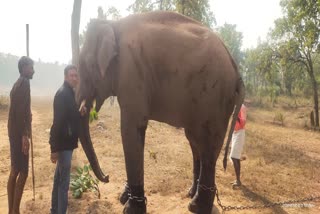 bandhavgarh wild elephants attack