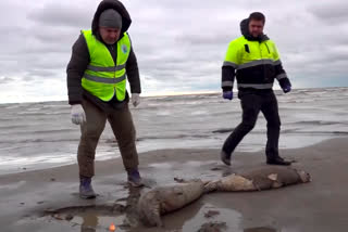 1700 Dead Seals Found in Caspian Coast Russia