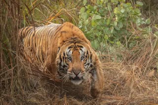 jhabua tiger viral video