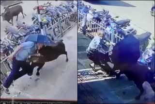 Bull attacks on Man  Bull attacks on Man karnataka video  national news  malayalam news  trending news  scene of a bull suddenly attacking a pedestrian  pedestrian injured by bull attack  Bull attacks on Man cctv visual  കാൽനടയാത്രക്കാരനെ കുത്തി തെറിപ്പിച്ച് കാള  കാളയുടെ ആക്രമണത്തിൽ കാൽനടയാത്രക്കാരന് പരിക്ക്  ദേശീയ വാർത്തകൾ  മലയാളം വാർത്തകൾ  കാൽനടയാത്രക്കാരനെ ആക്രമിച്ച് കാള  വഴിയാത്രക്കാരനെ കാള ആക്രമിക്കുന്ന ദാരുണ ദൃശ്യങ്ങൾ  കാള ആക്രമണം