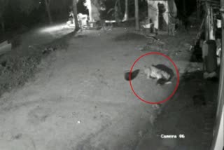 leopard-attack-on-dog-at-nelamangala-bengaluru