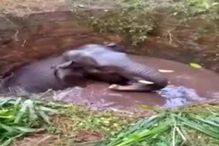 Rescue of an elephant that fell into a well