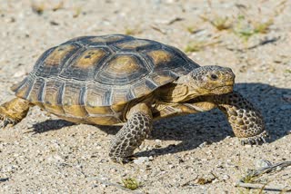Tortoise Rescue at Barasat