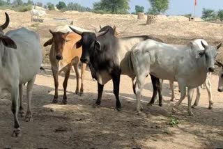 cows severed heads found in sagar forest