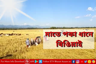 Farmers busy in paddy field