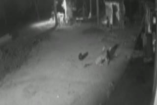 Leopard attacks dog in Karnataka