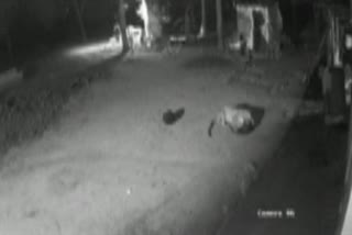 Leopard attacks on dog - VIDEO