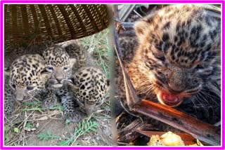 CCTV surveillance on Leopard