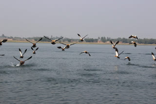 Siberian birds start coming to Khandoli