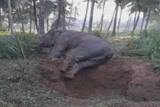 Wild elephant rescued from well in Karnataka's Ramanagara