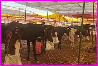 horses entered in Sarangkheda Yatra