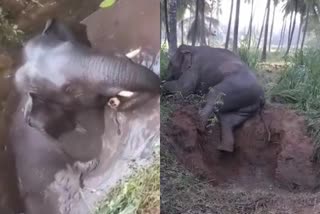 elephant fell into a well