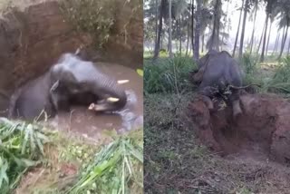 Wild elephant rescued from well in Ramanagara  Wild elephant rescued from well  Ramanagara Karnataka  കാട്ടാന കിണറ്റില്‍ വീണു  ആന കിണറ്റില്‍ വീണു  ചന്നപട്ടണ താലൂക്കിലെ അമ്മല്ലിതൊടി  viral video  തെങ്ങിനക്കല്ല് വനമേഖല