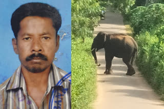 elephant attack  attappadi wild elephant attack  attappadi  wild elephant  wild elephant attack  അട്ടപ്പാടി  കാട്ടാനപ്പേടിയില്‍ അട്ടപ്പാടി  കാട്ടാന  ഷോളയൂര്‍ പഞ്ചായത്ത്  പട്ടണക്കല്ല്  ഉമ്മത്താംപടി