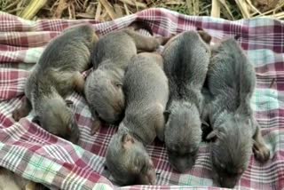 Five  fox cubs found in sugarcane field at Bagalkot