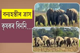 Man Elephant Conflict in Assam