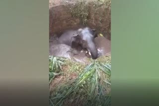 elephant-rescued-from-well-in-ramanagara-of-karnataka