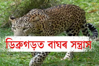 2 tea workers injured in leopard attacked in Dibrugarh