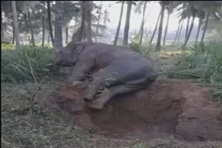 ELEPHANT RESCUED FROM WELL IN KARNATAKAS