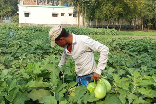 Brinjal Farming in Raiganj