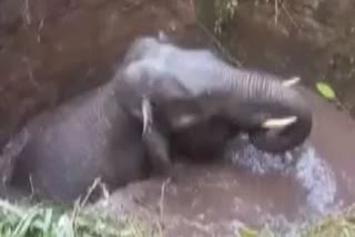 Wild elephant rescued from well in Karnataka's Ramanagara