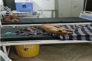jabalpur hospital dog lying on patient bed