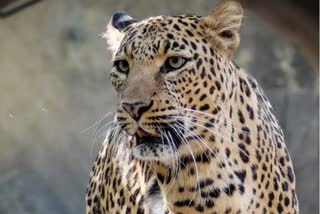 Leopard died in Damoh